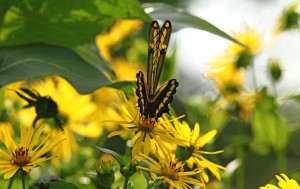 Giant Swallowtail Wings Folded